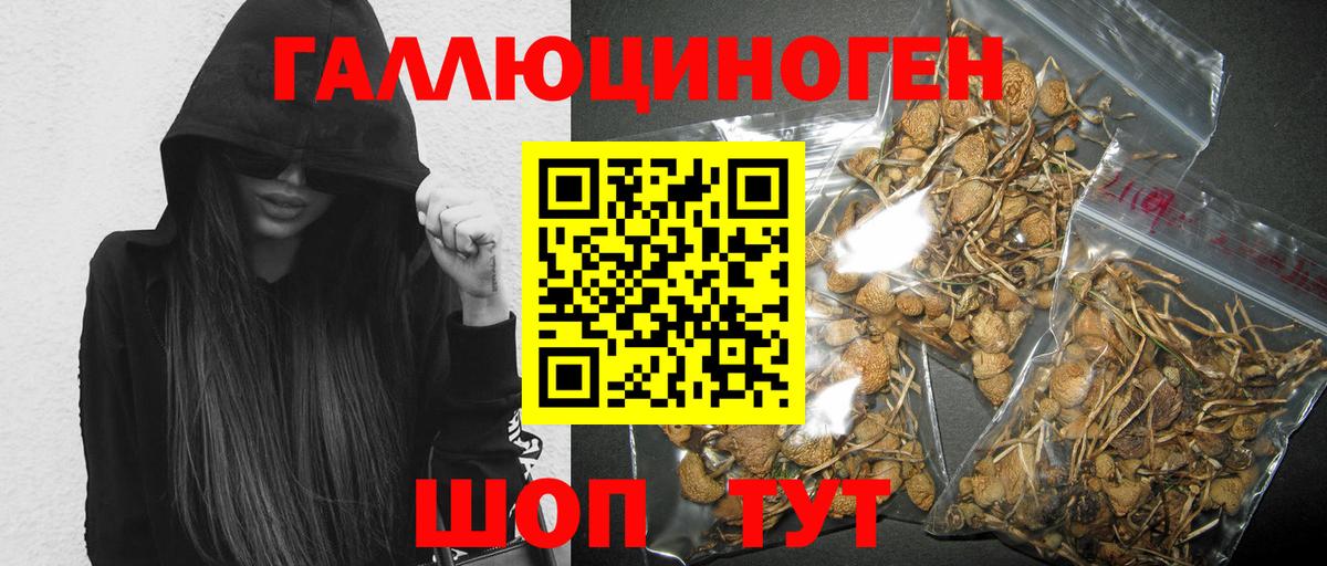 Псилоцибиновые грибы Psilocybine cubensis  Людиново 